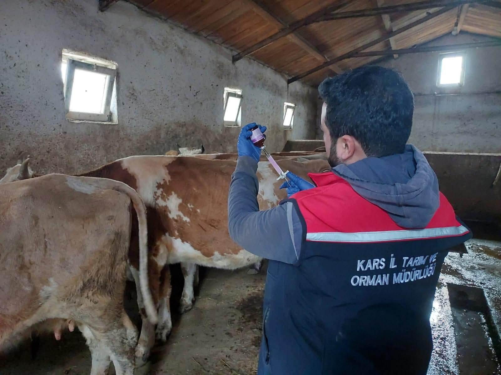 Buzağı Kayıplarına Karşı Kars’ta Septisemi Aşısı Seferberliği Sürüyor
