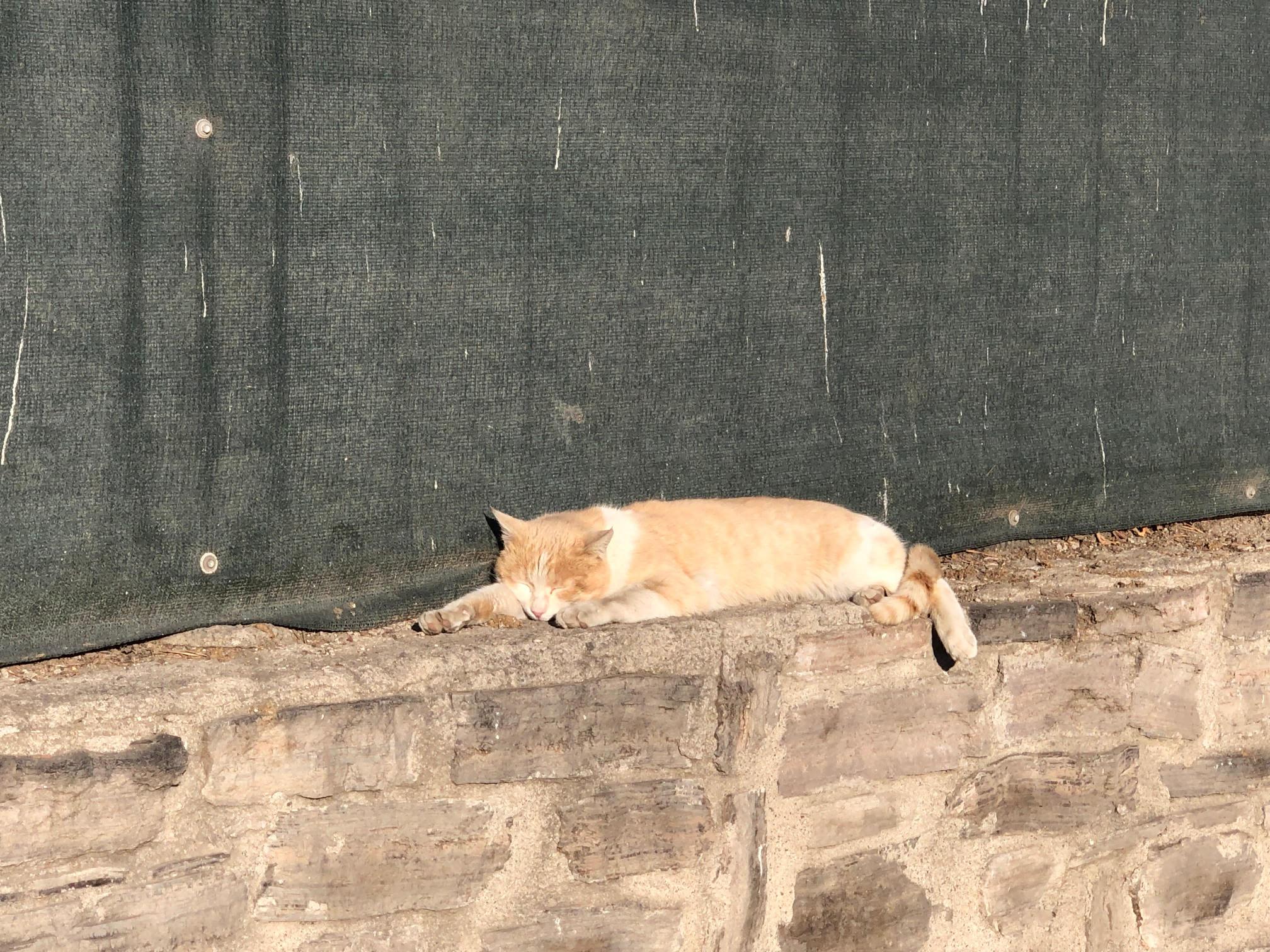 Güneşli Havada Keyif Yapan Kedi, Objektiflere Takıldı