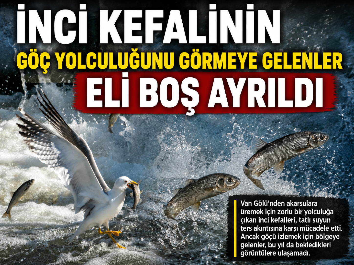 İnci kefalinin göç yolculuğunu görmeye gelenler eli boş ayrıldı