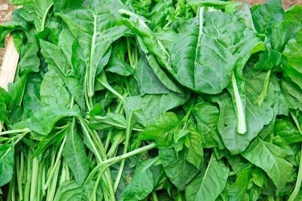 Kahramanmaraş’ın Şifası Andırın Doktoru