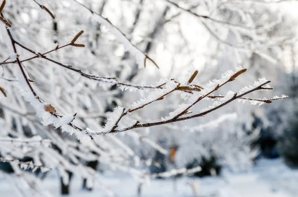 Kar Yağışı Nedeniyle Okullara Kar Engeli Geldi