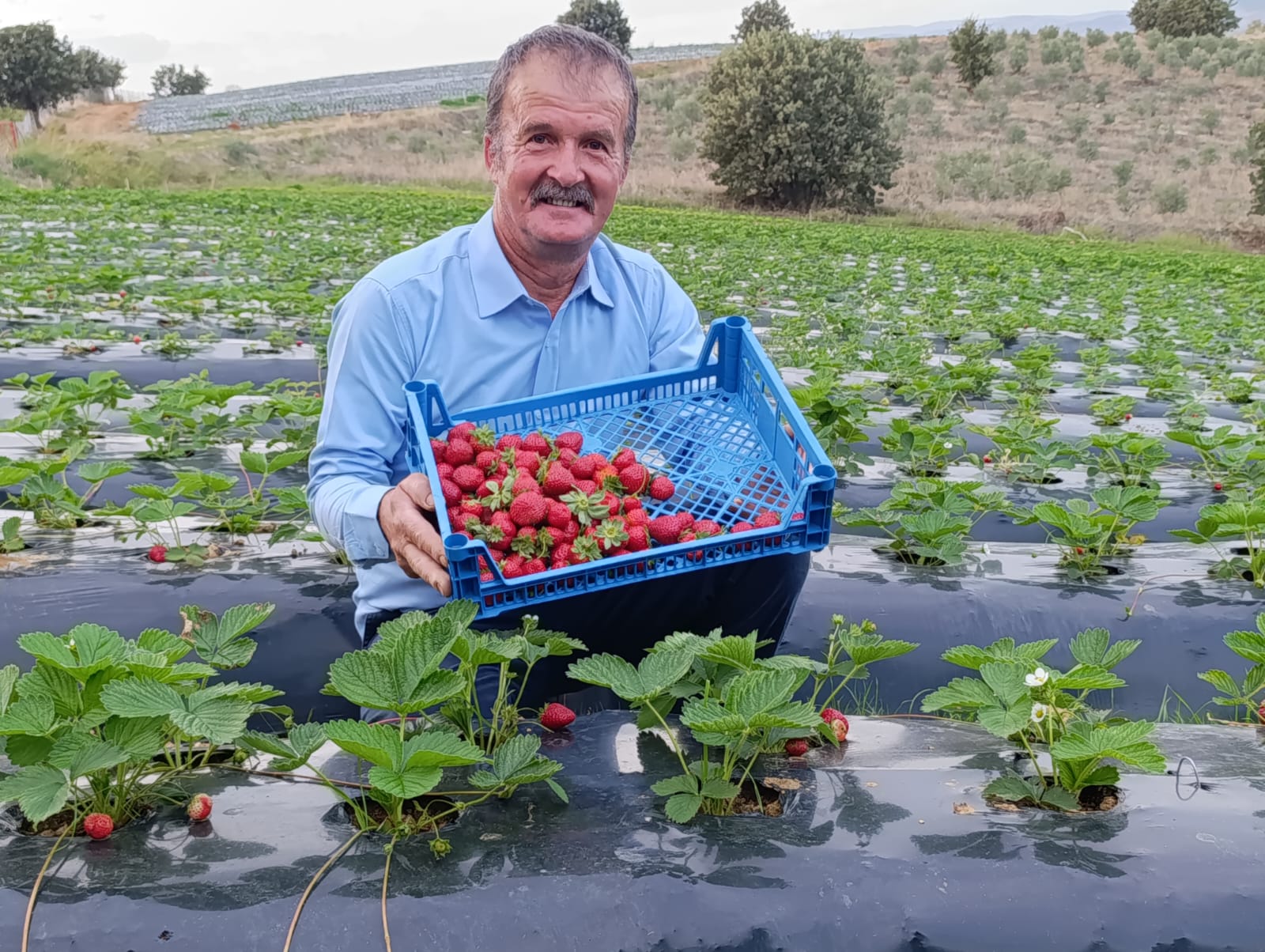 Köprübaşı’nda Kasım Ayında Çi̇lek Bereketi̇