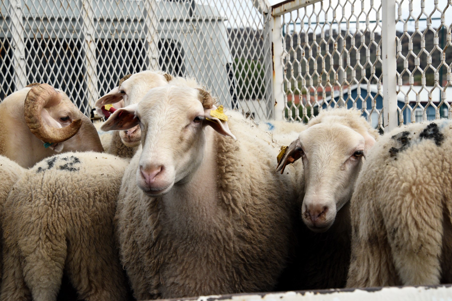 Kırsalda Bereket Projesi ile 150 Bin Baş Küçükbaş Hayvan Dağıtılacak