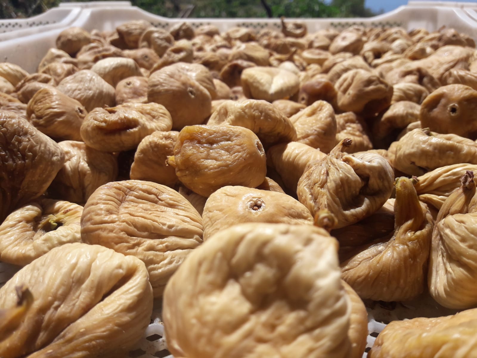 Kuru İncirde Güvenli Üretim İçin 19 Bin Kerevet Dağıtıldı