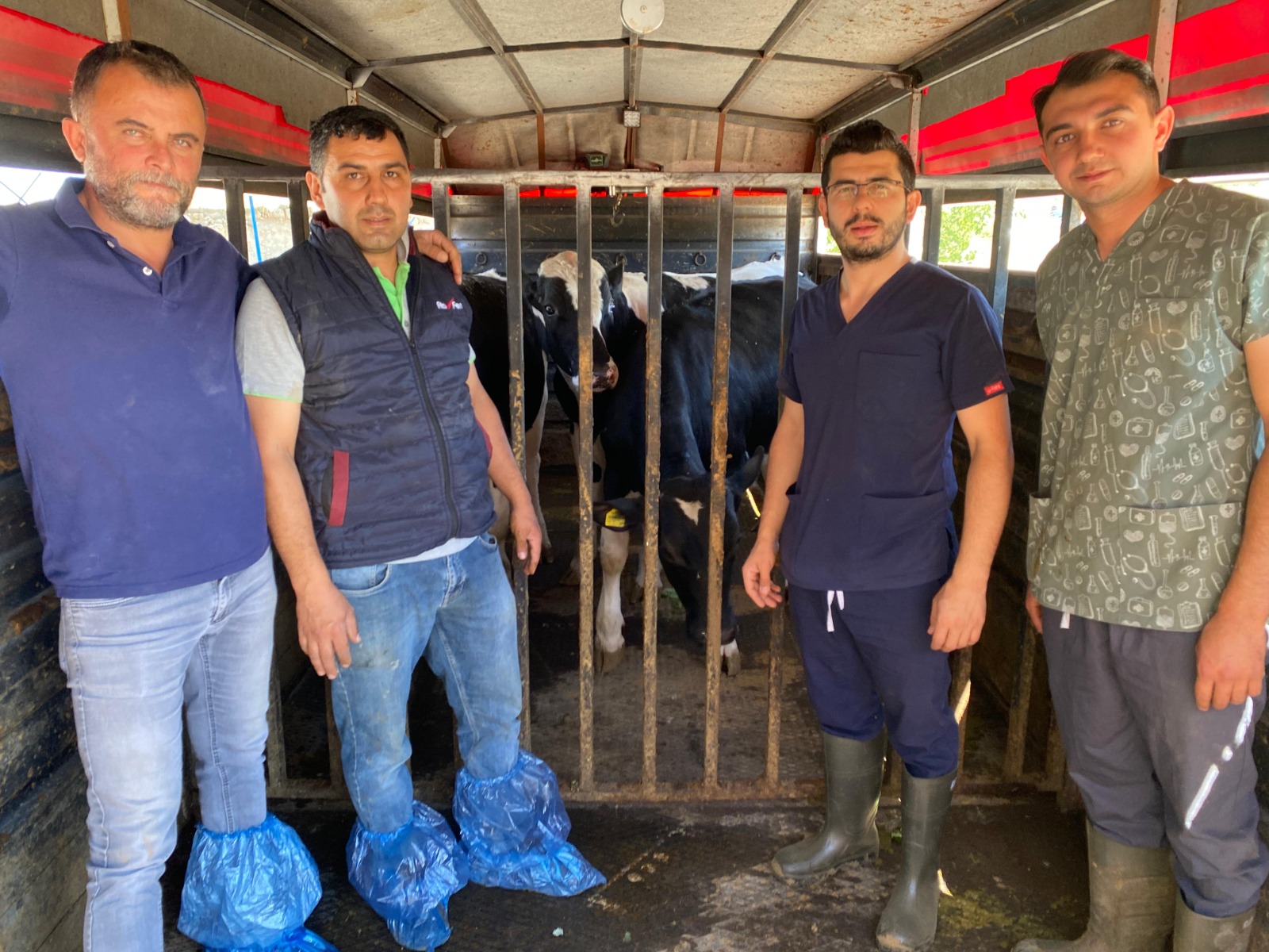MAKÜ Çiftlik’ten Türkiye Hayvancılığına 4 Yeni Şampiyon Boğa