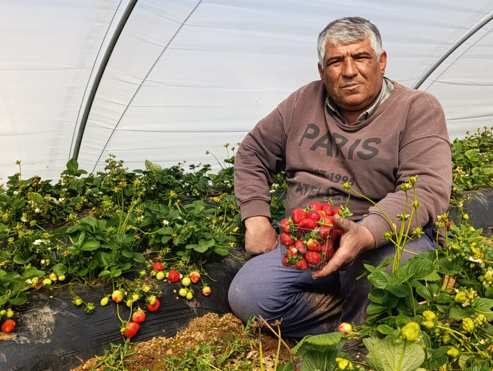 Manisa Köprübaşı Çileği Altın Sezonunu Yaşıyor