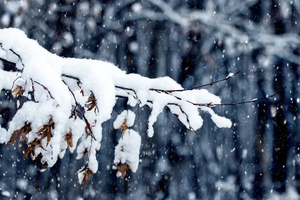 Sivas, Kayseri ve Yozgat’ta Kuvvetli Kar Yağışı Bekleniyor
