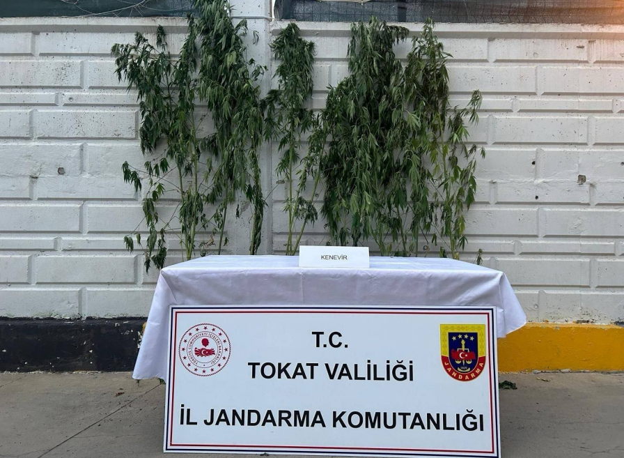Tokat Niksar’da Uyuşturucu Operasyonu: 10 Kök Kenevir Ele Geçirildi