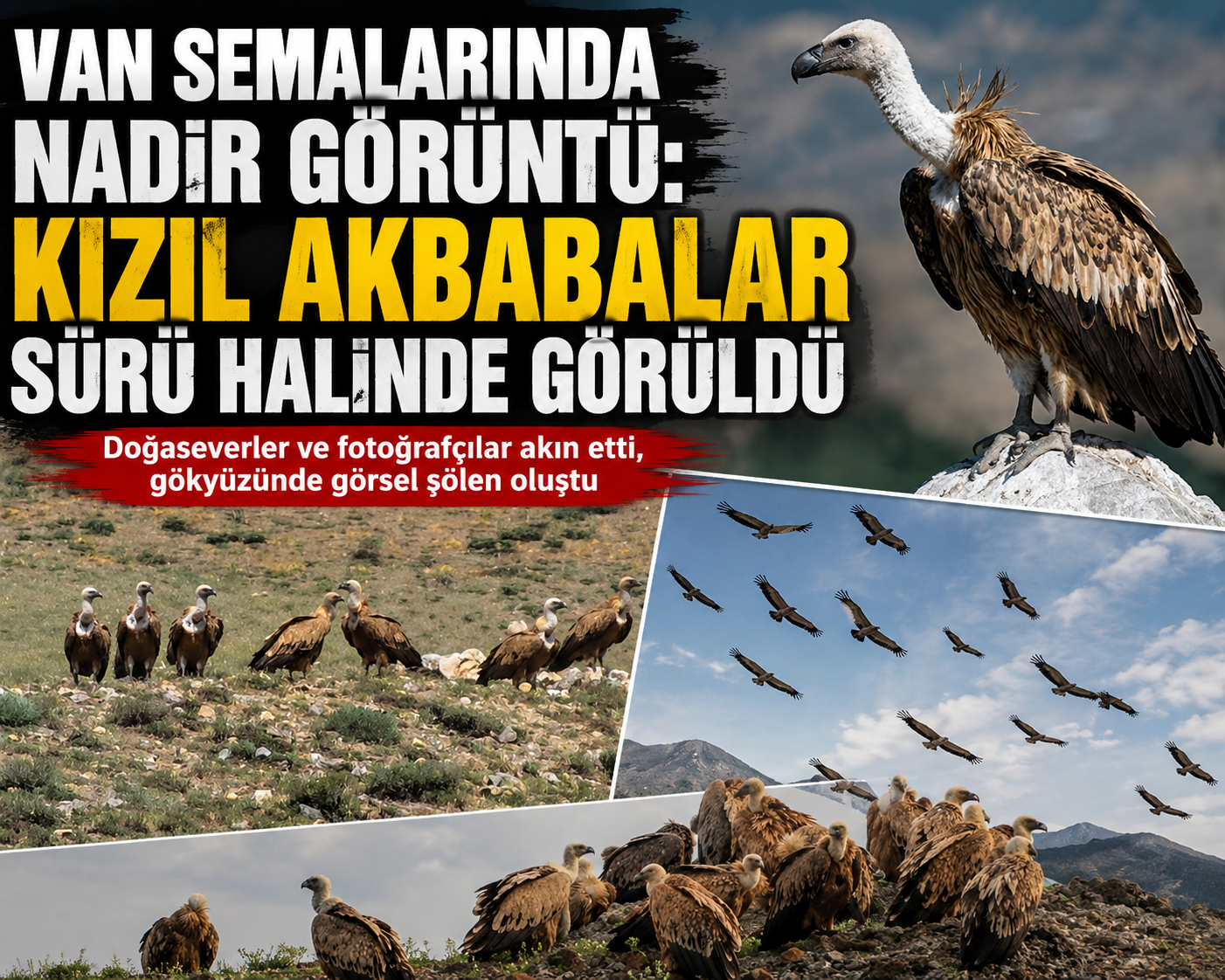 Van Semalarında Nadir Görüntü: Kızıl Akbabalar Sürü Halinde Görüldü