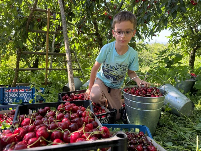 Yalova Dereköy’de Kiraz Hasadı Başladı: Hedef 255 Ton Üretim