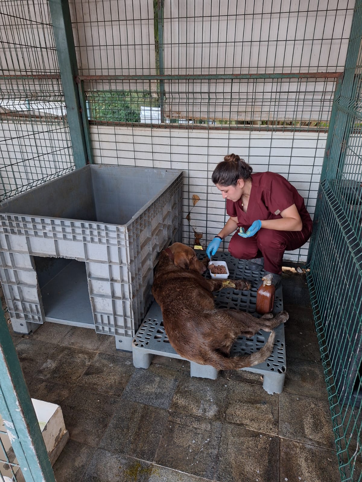 Yalova Esenköy’de Eski Su Kuyusuna Düşen Köpek Kurtarıldı