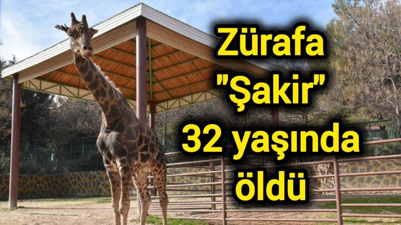 Gaziantep Doğal Yaşam Parkı’nın Simgesi Zürafa Şakir Hayatını Kaybetti!